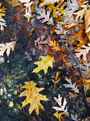 Starved Rock State Park by null