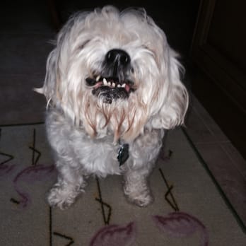 Lisa's Leashes - Yes, I am smiling and happy when Lisa comes to take care of me:) - Pet Sitting Near Me