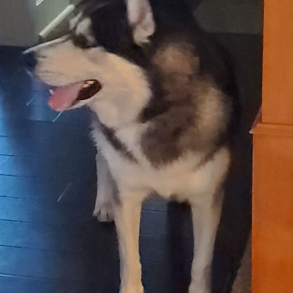 Jillian's Mobile Pet Spa - Clean Husky. - Pet Groomers Near Me