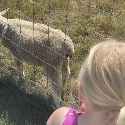 Feeding the goats and sheep