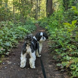 Hot Diggity! Dog Walking & Pet Sitting
