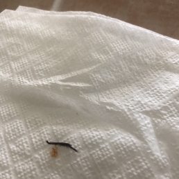 Bug Bug