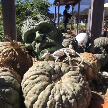 Crystal Bay Farm - One of the most delicious pumpkin - Fruits & Veggies Near Me - Watsonville, California Crystal Bay Farm - One of the most delicious pumpkin - Fruits & Veggies Near Me - Watsonville, California