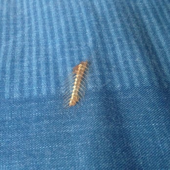 J-Wok Chinese Kitchen - FOUND THIS CENTIPEDE ON MY SHRIMP FRIED RICE .i dont recommend - Chinese Near Me - Berwyn, Illinois J-Wok Chinese Kitchen - FOUND THIS CENTIPEDE ON MY SHRIMP FRIED RICE .i dont recommend - Chinese Near Me - Berwyn, Illinois