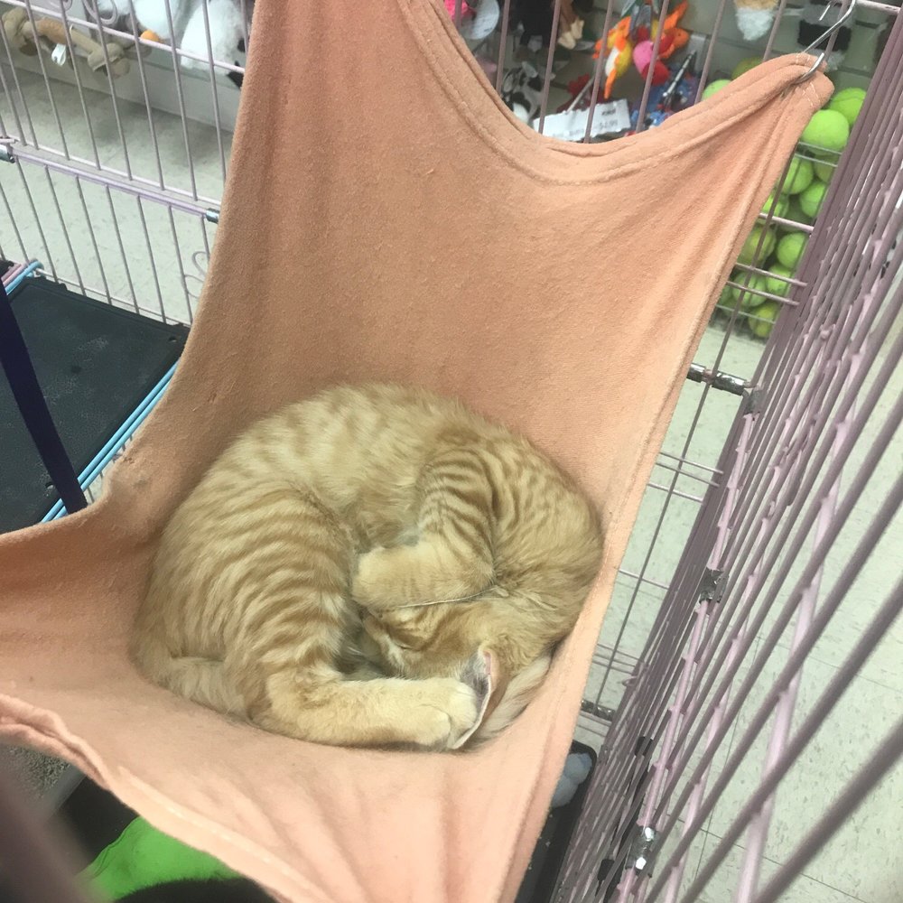 Pawsh - Nap time - Animal Shelters Near Me - Tucson, Arizona