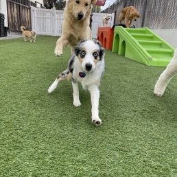 Sydney having a blast! Or running for her life.... Can't tell Sydney having a blast! Or running for her life.... Can't tell