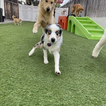 Red Rover Pet Resort - Sydney having a blast! Or running for her life.... Can't tell - Pet Boarding Near Me - Milpitas, California Red Rover Pet Resort - Sydney having a blast! Or running for her life.... Can't tell - Pet Boarding Near Me - Milpitas, California