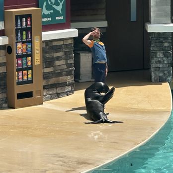 SeaWorld Orlando - Sealion & Otter Show - Amusement Parks Near Me - Orlando, Florida