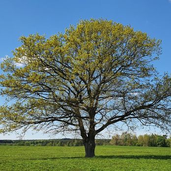 Parton Tree Services - Tree Services Near Me - Oakdale, Pennsylvania Parton Tree Services - Tree Services Near Me - Oakdale, Pennsylvania