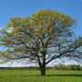 Photo of Parton Tree Services