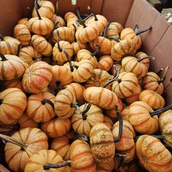 Lockbriar Farms - Pumpkins!