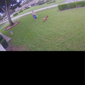 The Dog Wizard - This is after 3 weeks of training just as reactive to Everything - Pet Training Near Me - Tampa, Florida