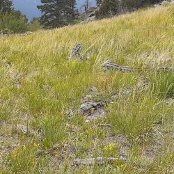Crosier Mountain Garden Gate Trail