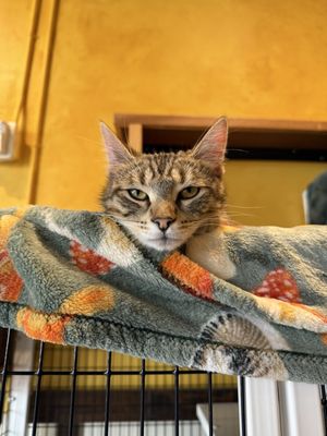 Seattle Meowtropolitan by null