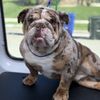 Aussie Pet Mobile Chino Hills gift card