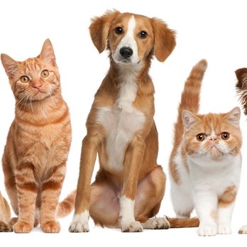 Lindsay Veterinary Clinic - Veterinarians Near Me - West Monroe, Louisiana Lindsay Veterinary Clinic - Veterinarians Near Me - West Monroe, Louisiana