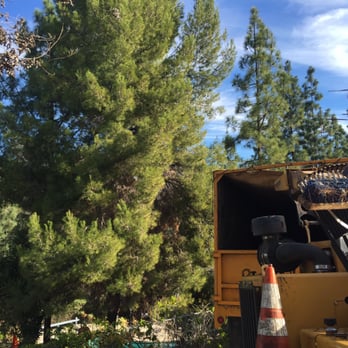 Homestead Tree Service - Our big, bushy, 75-foot-tall Aleppo pine before Homestead removed it. - Tree Services Near Me - Lakeside, California Homestead Tree Service - Our big, bushy, 75-foot-tall Aleppo pine before Homestead removed it. - Tree Services Near Me - Lakeside, California