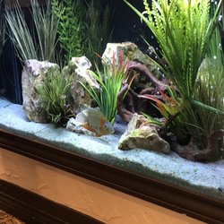 David R Gordon DDS PC - Fish tank