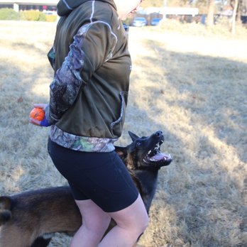 Manifest K9 - Thor working his obedience before the bitework - Pet Training Near Me Manifest K9 - Thor working his obedience before the bitework - Pet Training Near Me