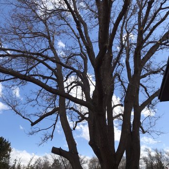 Big Timber Tree Climbers - Tree Services Near Me
