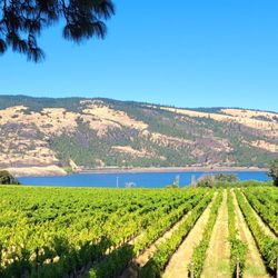 Garnier Vineyards