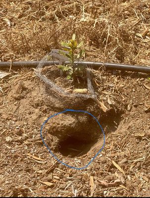 Cragoe Pest Services