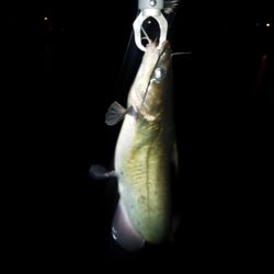 Turner Park - Catfish