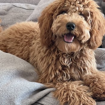 Orange County Emergency Pet Clinic - Cooper thanks you guys - Emergency Pet Hospital Near Me - Fullerton, California