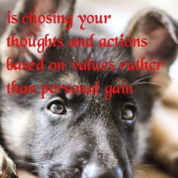 Wolves Den Ranch - Wolves Den Ranch is an AKC Breeder with H.E.A.R.T we OFA and DM test all breeding dogs.