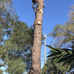 New Life Tree Service - 47 Photos & 58 Reviews - Tree Services