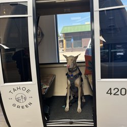 Tahoe Green Dispensary - My service animal in the Tahoe Green Gondola