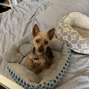 Tami's Tender Touch - Pet Groomers Near Me - La Mesa, California Tami's Tender Touch - Pet Groomers Near Me - La Mesa, California