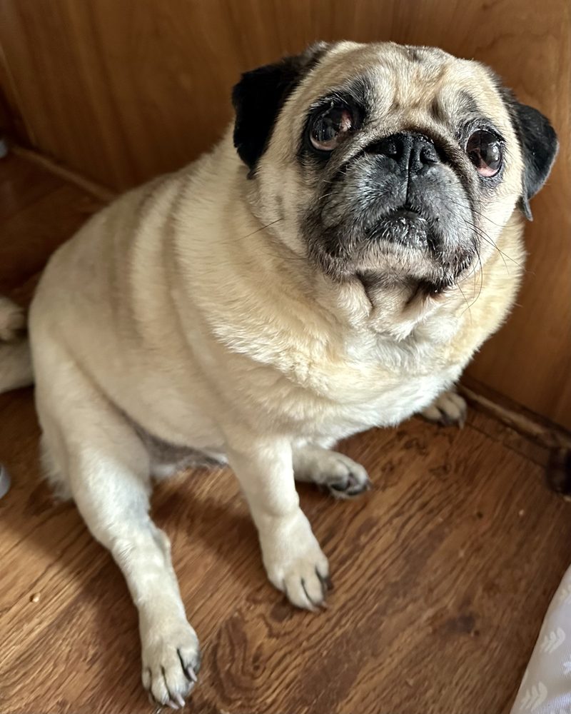 WALWORTH ANIMAL HOSPITAL - 18 Reviews - 1711 Penfield Walworth Rd WALWORTH ANIMAL HOSPITAL - 18 Reviews - 1711 Penfield Walworth Rd