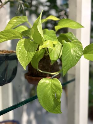 Plant'd by null