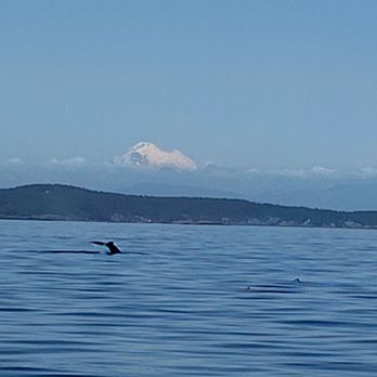Outer Island Expeditions - Whale tail! - Fishing Near Me - Anacortes, Washington