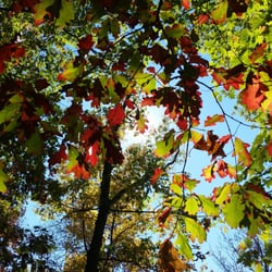 Dogwood Acres Campgrounds - Amazing foliage at dogwood.
