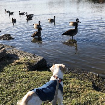 City Park Lake - Pudge is fascinated by the ducks...and kept a respectful distance! - Local Flavor Near Me - Baton Rouge, Louisiana
