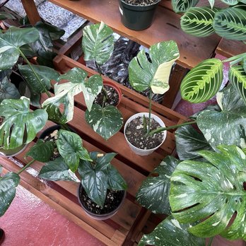 Happy Home Garden - a variety of potted plants - Grocery Near Me - Tracy, California