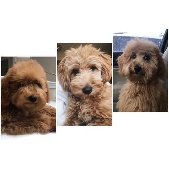 DesiLu's Pet Boutique, LLC - Terrible groomer!!! - Pet Groomers Near Me - Lynnwood, Washington DesiLu's Pet Boutique, LLC - Terrible groomer!!! - Pet Groomers Near Me - Lynnwood, Washington