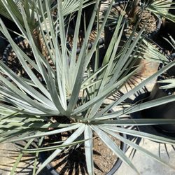 Sun City Nursery