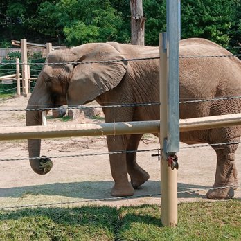 Seneca Park Zoo - Elephant - Zoos Near Me - Rochester, New York Seneca Park Zoo - Elephant - Zoos Near Me - Rochester, New York