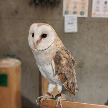 フクロウの巣カフェ - Updated December 2025 - 35 Photos - 上野4-5