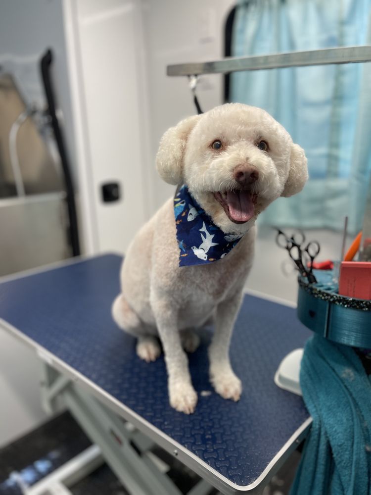 PAWSH PAWS GROOMING Updated August 2024 Request an Appointment