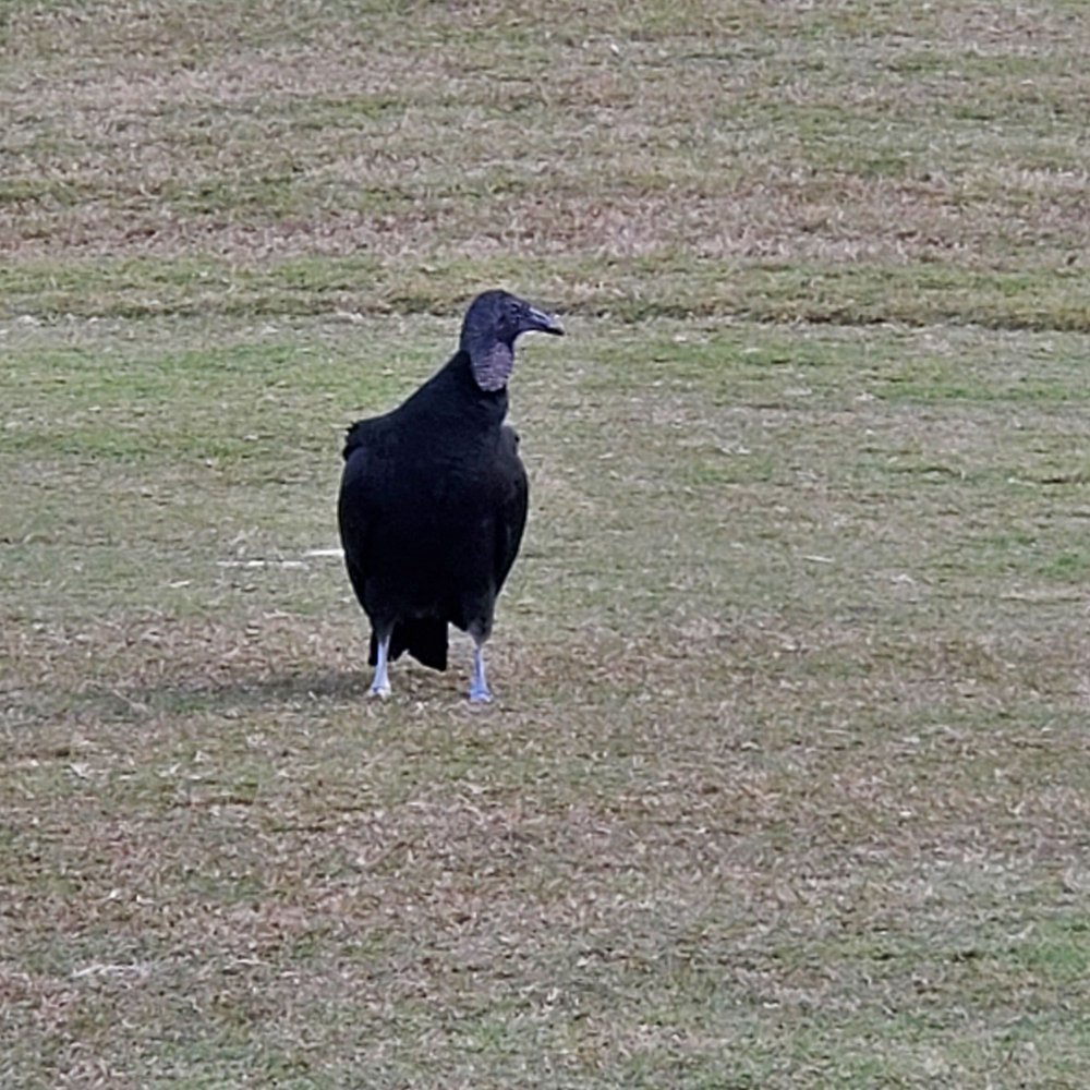 CYPRESS CREEK GOLF CLUB 21 Photos & 29 Reviews 1011 Cypress Village