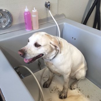Suds Em Yourself - Pet Groomers Near Me - Eugene, Oregon Suds Em Yourself - Pet Groomers Near Me - Eugene, Oregon