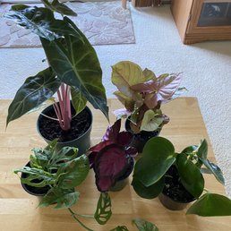 Plants I bought here!