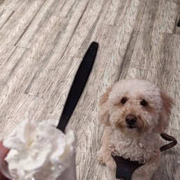 Pup Cup