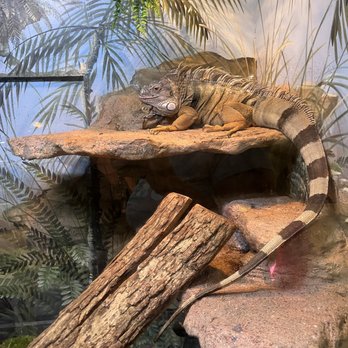 Phillips Park Zoo - Iguana - Zoos Near Me - Aurora, Illinois