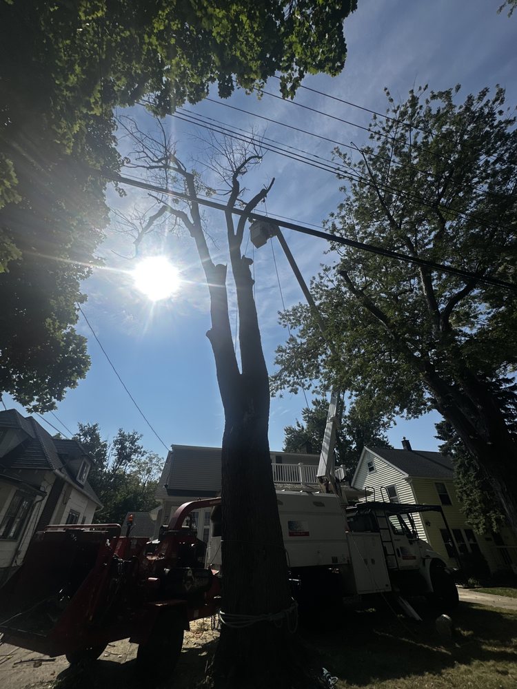 1776 Tree Service  - tree service in East Aurora, NY