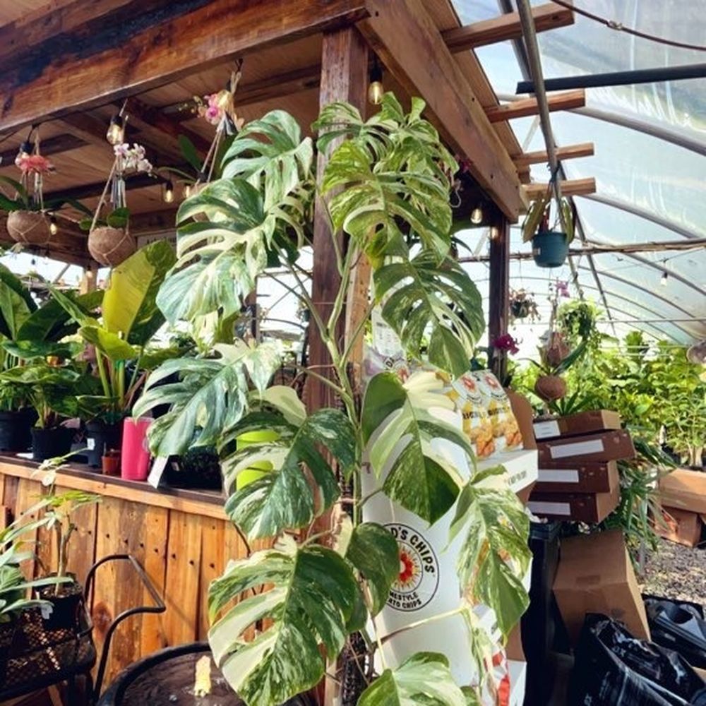 Plants Alive! - Monstera albo - Nurseries & Gardening Near Me - Silver Spring, Maryland Plants Alive! - Monstera albo - Nurseries & Gardening Near Me - Silver Spring, Maryland
